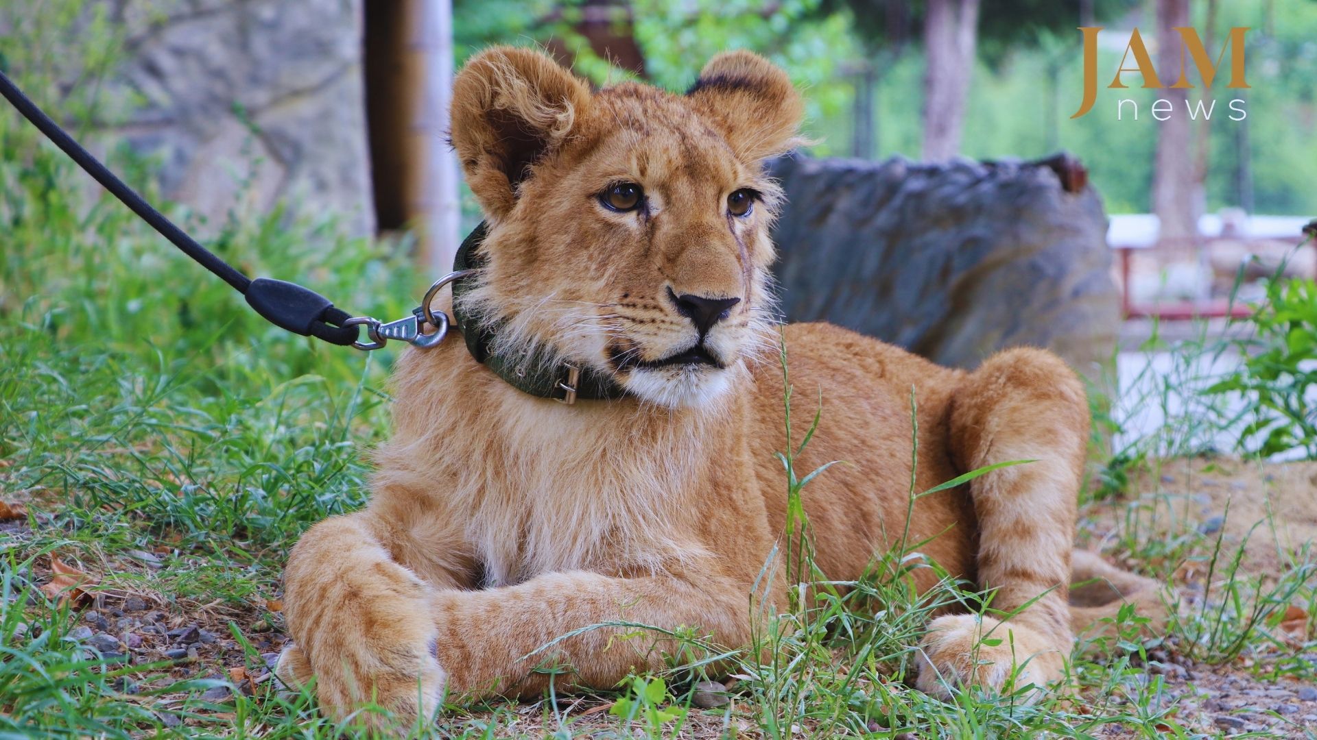 Le lion Cub le plus célèbre de Géorgie se prépare à une nouvelle maison. Vidéo