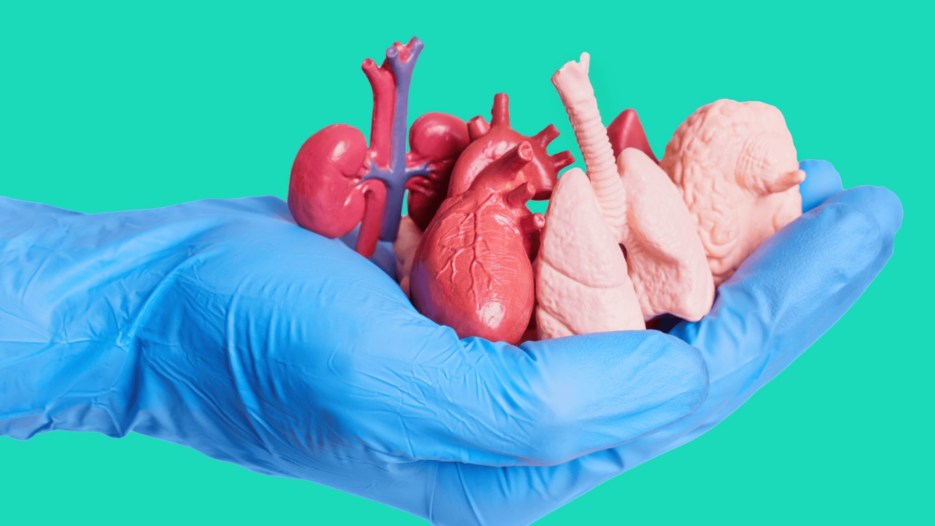 L’Azerbaïdjan adhère à la convention contre le trafic d’organes : ce que cela signifie et à quoi s’attendre