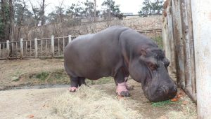 Comment vit aujourd’hui l’hippopotame qui a survécu aux inondations de Tbilissi en 2015 ? Vidéo du zoo de Tbilissi