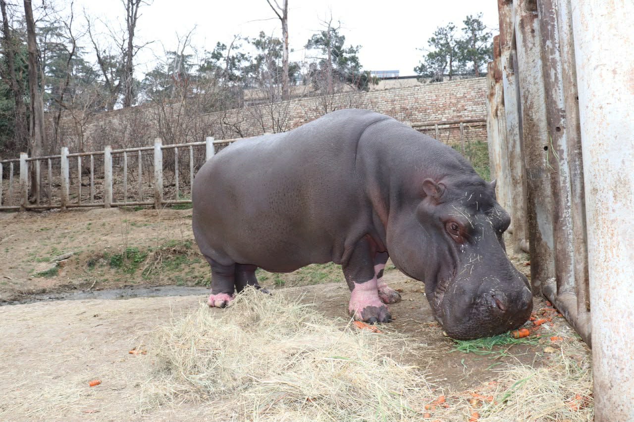 Comment vit aujourd’hui l’hippopotame qui a survécu aux inondations de Tbilissi en 2015 ? Vidéo du zoo de Tbilissi