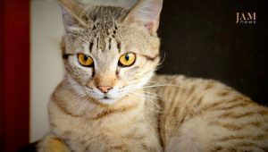 Lucky : l&rsquo;histoire d&rsquo;un chaton sauvé. Vidéo du zoo de Tbilissi