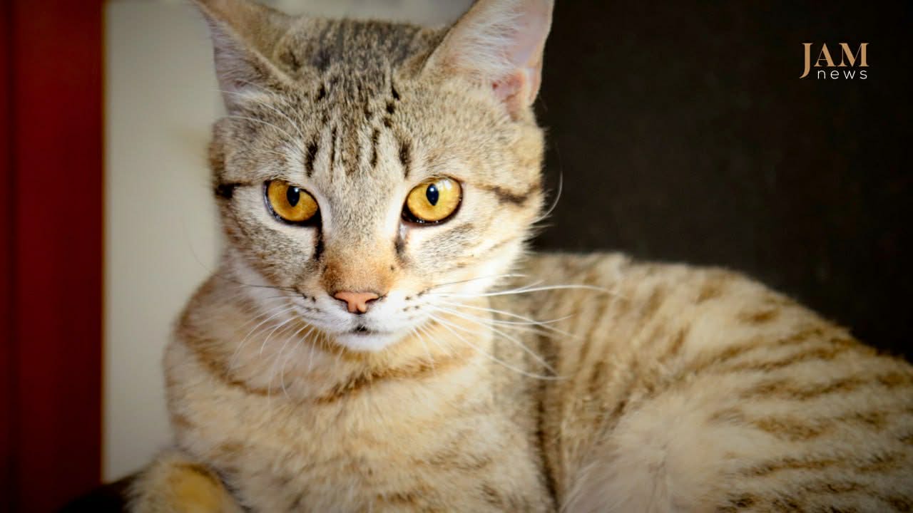 Lucky : l'histoire d'un chaton sauvé. Vidéo du zoo de Tbilissi