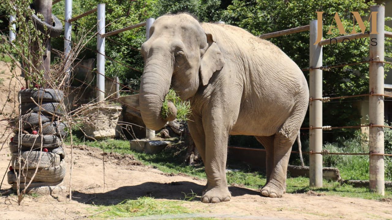 Le passé troublé et la nouvelle vie de l'éléphant Malka au zoo de Tbilissi. Vidéo