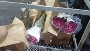 La Russie a détruit 40 000 roses arméniennes expédiées via la Biélorussie