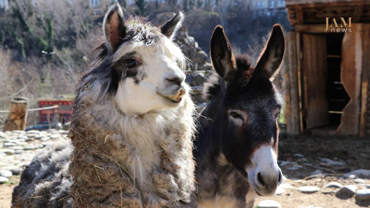 Alpagas au zoo de Tbilissi