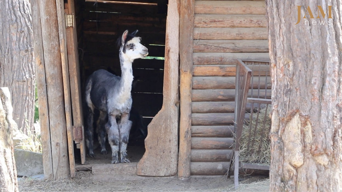 Le relooking estival d'Alpaga Chico : scènes du zoo de Tbilissi. Vidéo