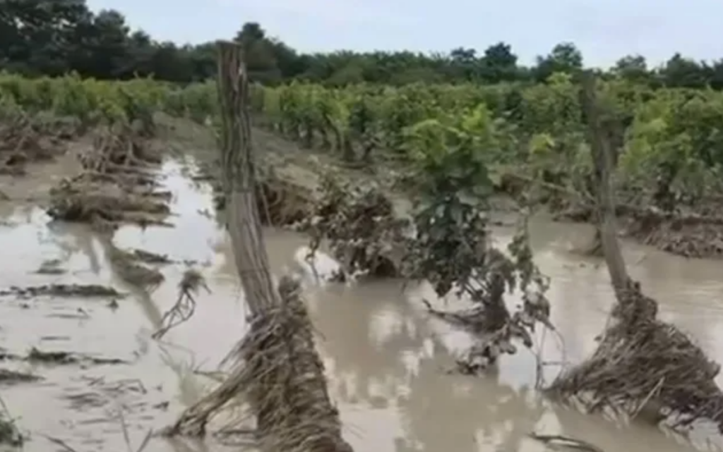 Vignoble inondé à Kakhétie. Photo : réseaux sociaux.
