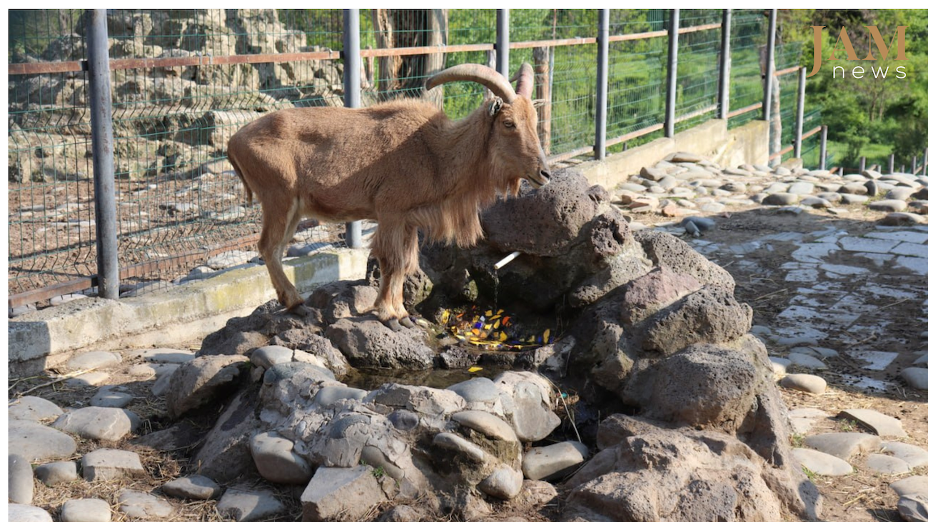 Nuri, l'enfant, rejoint la famille des moutons de Barbarie du zoo de Tbilissi. Vidéo