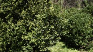 Près de 10 000 arbres vulnérables seront déracinés en Géorgie pour la construction d&rsquo;une centrale éolienne