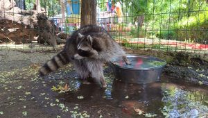 Anea, l&rsquo;activité préférée du raton laveur au zoo de Tbilissi – vidéo