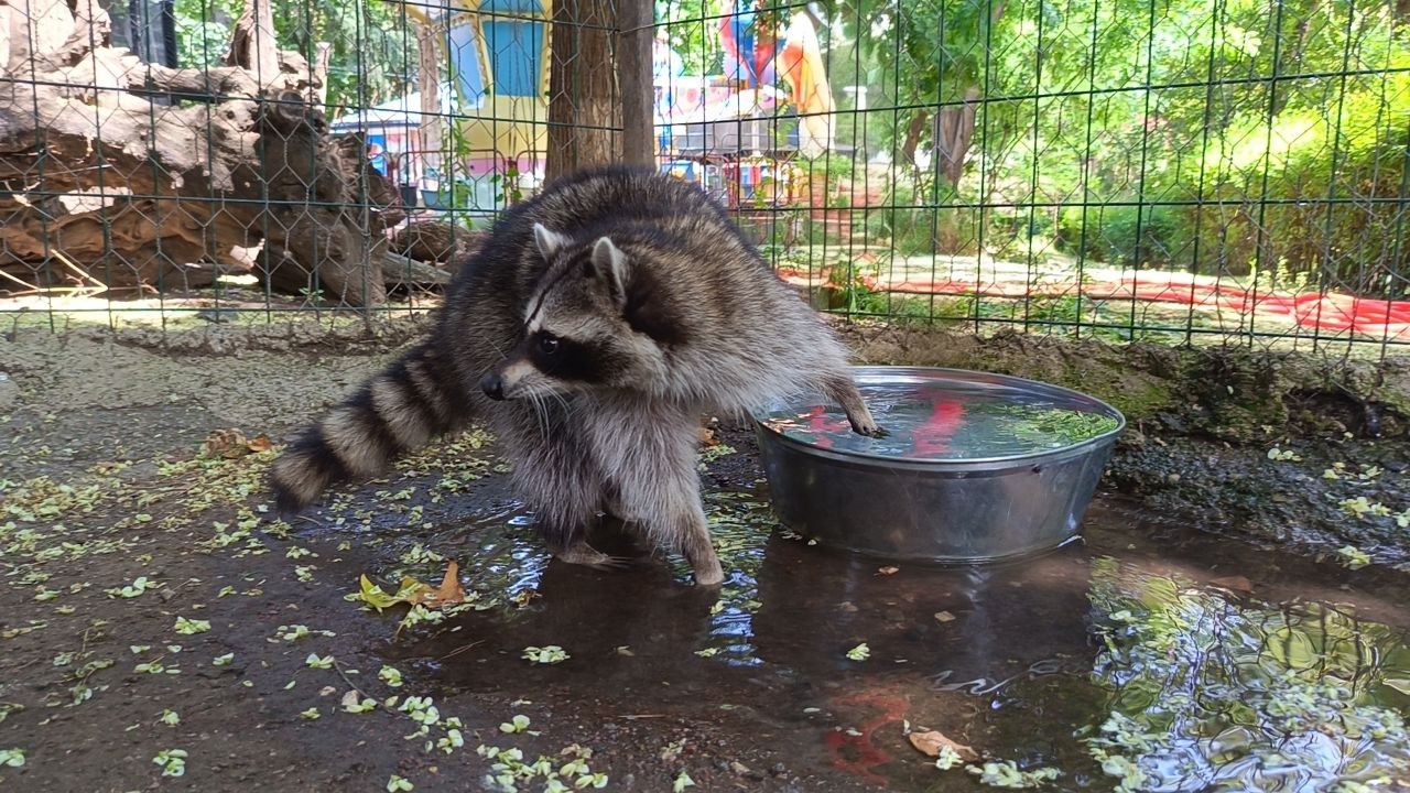 Anea, l'activité préférée du raton laveur au zoo de Tbilissi – vidéo