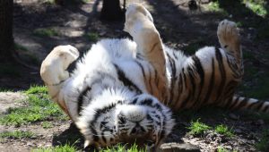 « Crème glacée » et douches froides : rester au frais lors des journées chaudes au zoo de Tbilissi. Vidéo