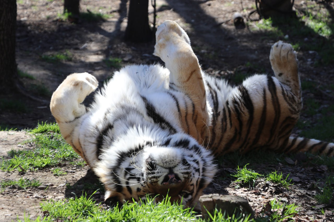 « Crème glacée » et douches froides : rester au frais lors des journées chaudes au zoo de Tbilissi. Vidéo