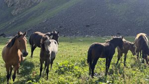Deux personnes arrêtées pour avoir vendu de la viande chevaline faussement étiquetée comme bœuf à des pépinières publiques géorgiennes