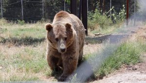 Le nouveau zoo de Tbilissi prêt à accueillir les visiteurs – vidéo
