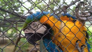 Perroquets Rocky et Kiki : les résidents les plus brillants du zoo de Tbilissi – vidéo
