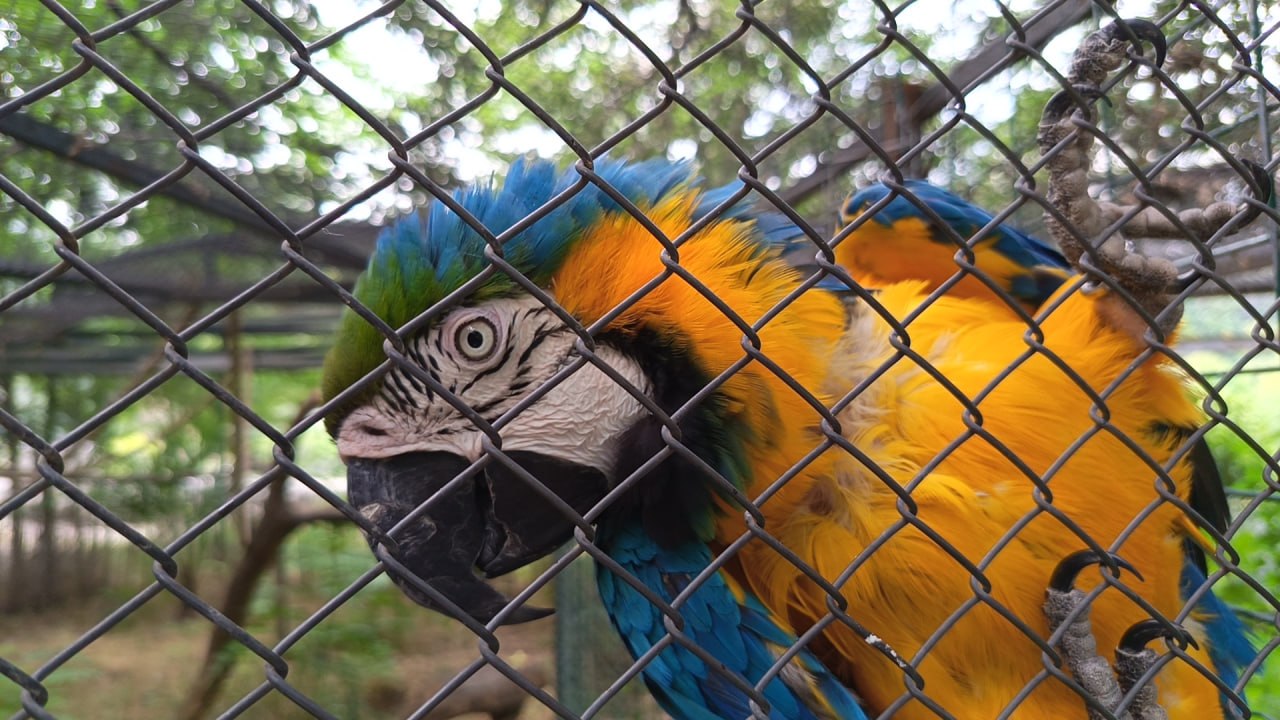 Perroquets Rocky et Kiki : les résidents les plus brillants du zoo de Tbilissi – vidéo