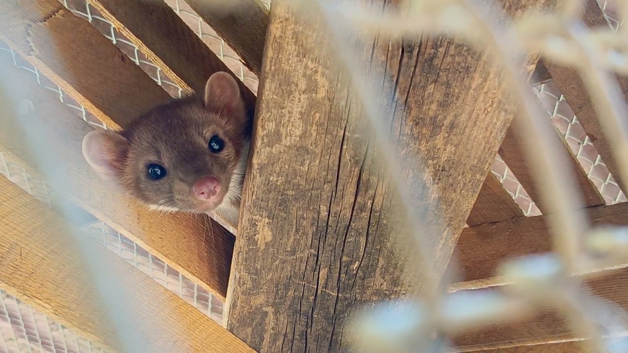 Rencontrez Nitsa, Elvis et Oliver : la martre des pins au zoo de Tbilissi. Vidéo
