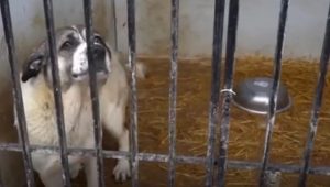 Un employé du refuge pour animaux de Derbent licencié pour avoir dénoncé de mauvaises conditions, puis réintégré