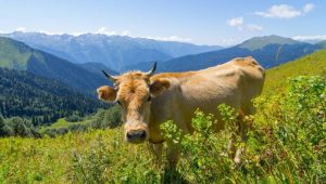 L&rsquo;Abkhazie va examiner l&rsquo;efficacité avec laquelle les subventions agricoles sont dépensées