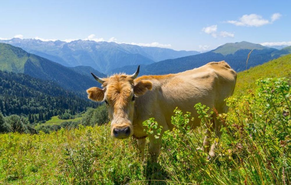 L'Abkhazie va examiner l'efficacité avec laquelle les subventions agricoles sont dépensées