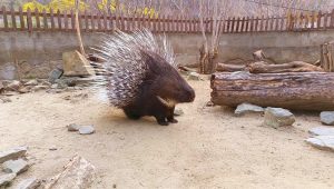 Un couple de porcs-épics, Khrashuna et Khramuna, au zoo de Tbilissi – vidéo