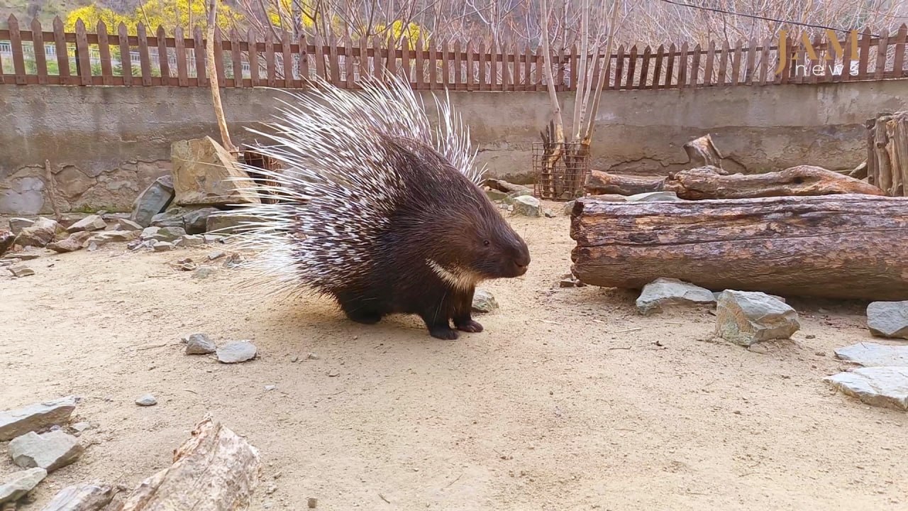 Un couple de porcs-épics, Khrashuna et Khramuna, au zoo de Tbilissi – vidéo