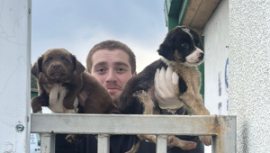Des défenseurs des droits des animaux récupèrent des chiots dans un refuge géorgien après qu&rsquo;une vidéo virale ait suscité l&rsquo;indignation