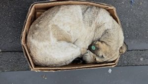 Sauver les chiots des refuges : pourquoi la Géorgie débat à nouveau du sort des chiens errants