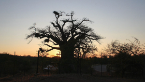 Cinq baobabs destinés à la Géorgie saisis en Afrique du Sud
