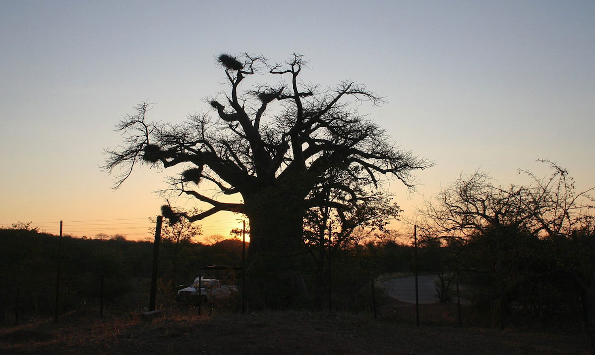 Cinq baobabs destinés à la Géorgie saisis en Afrique du Sud
