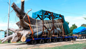 L&rsquo;Afrique du Sud ouvre une procédure pénale contre un exportateur non identifié de baobabs vers la Géorgie