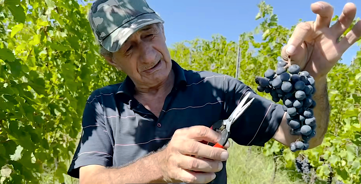 Le « rosé léger », ou pourquoi affirmer que l'Abkhazie n'a pas de bon vin, est dépassé. VIDÉO