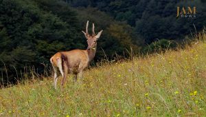 Les cerfs nés au zoo de Tbilissi continuent de retourner à l&rsquo;état sauvage – vidéo