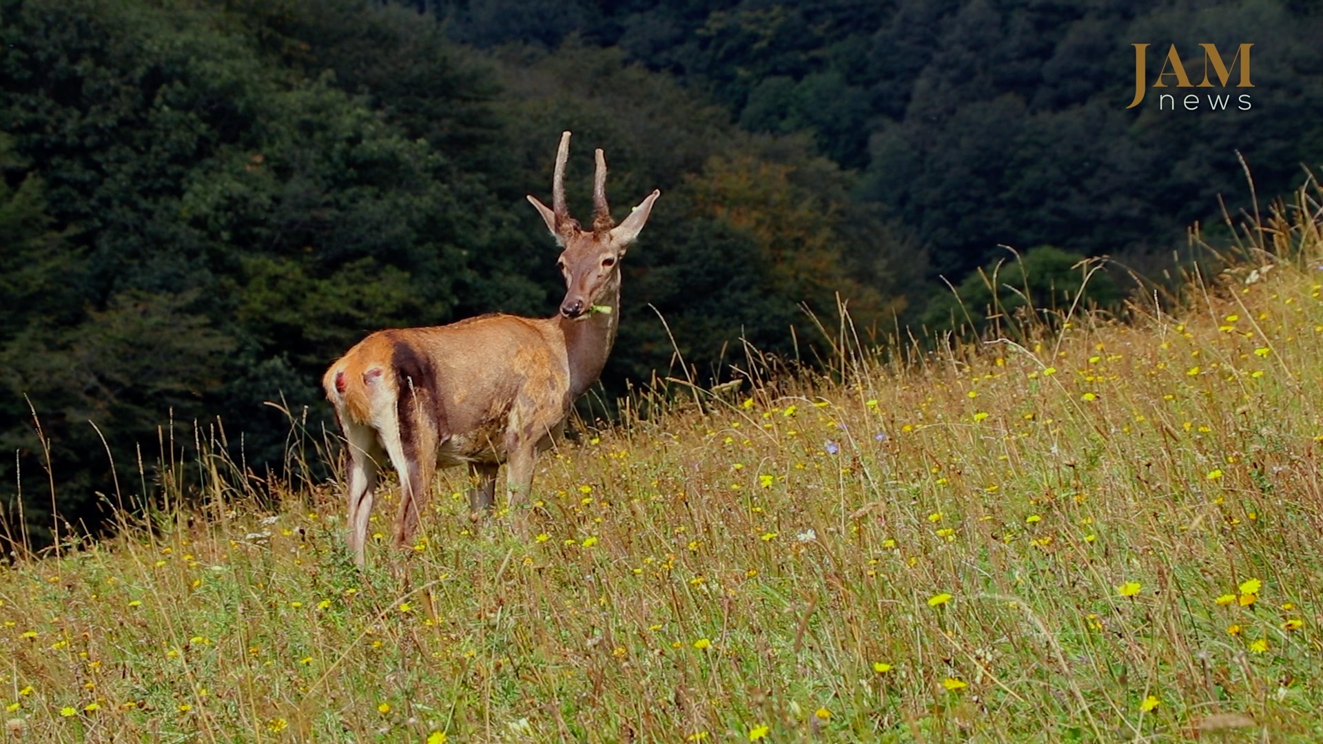 Les cerfs nés au zoo de Tbilissi continuent de retourner à l'état sauvage – vidéo